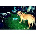 outdog2-copy.jpg